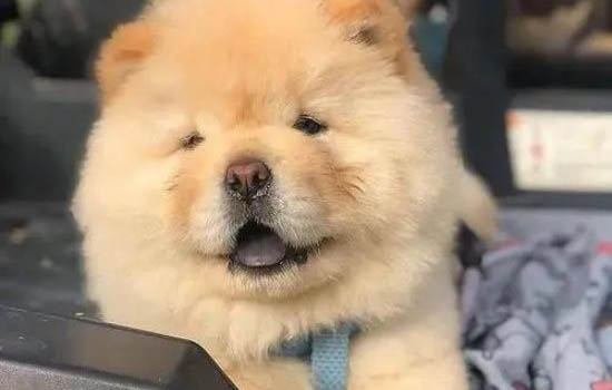 松狮犬例假多久后能洗澡