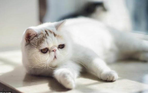 猫腿瘸了自己能恢复吗