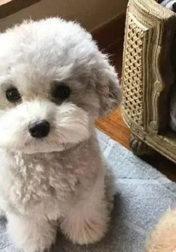 小狗能不能吃海苔