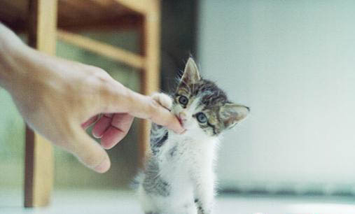 近亲生的小猫一定不健康吗