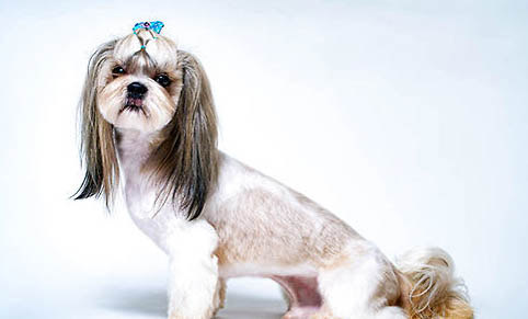 西施犬需要剃毛吗？