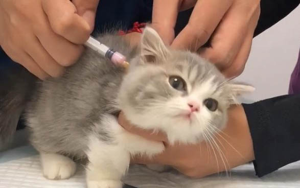 小猫不吃饭呕吐没精神怎么回事