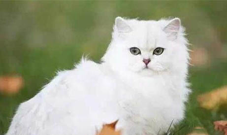长毛蓝猫很稀有吗