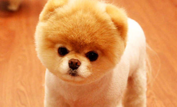 博美犬多久洗一次澡