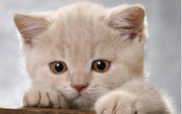 小猫肝炎胰腺炎怎么办?