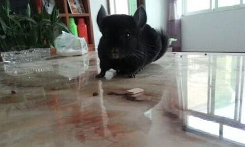 龙猫死了的原因有哪些?