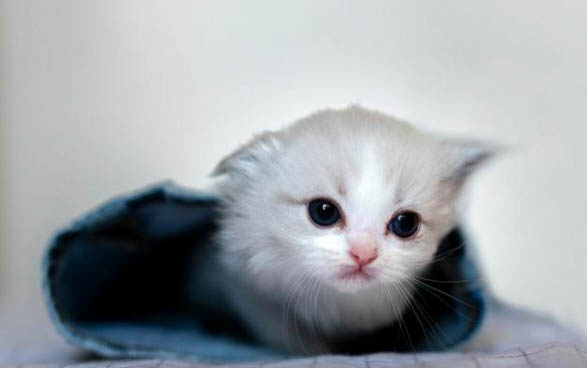 小猫咪肚子一直叫