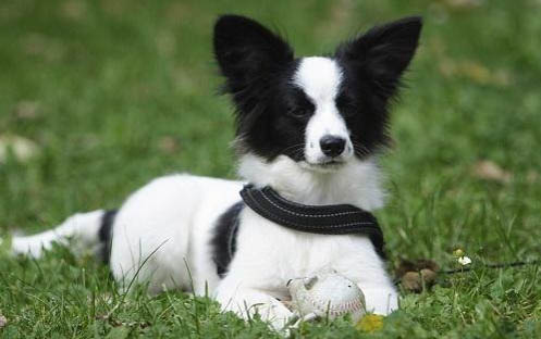 蝴蝶犬怎么养?