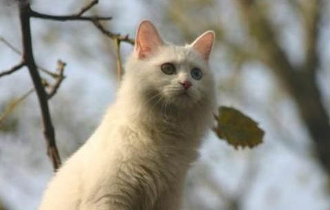山东狮子猫可以吃狗粮嘛