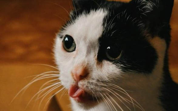 猫咪多大吃猫草