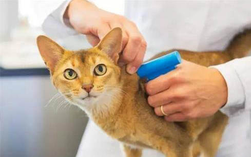 猫会笑吗?