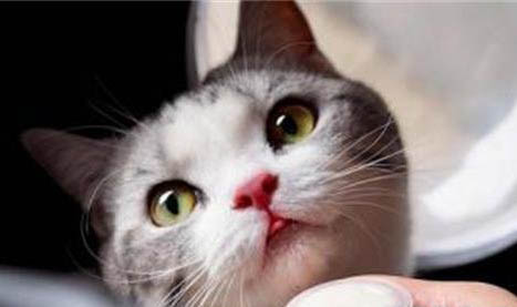 猫咪经常打喷嚏流鼻涕怎么办