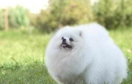 狗狗做绝育的利弊有哪些