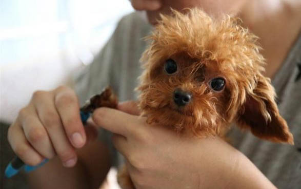狗生死胎的四种原因及处理方法
