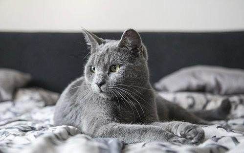 小猫拉肚子是怎么回事?