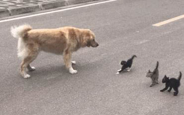 怎么预防猫的各种病