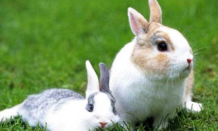 兔子难产的原因及处理方法