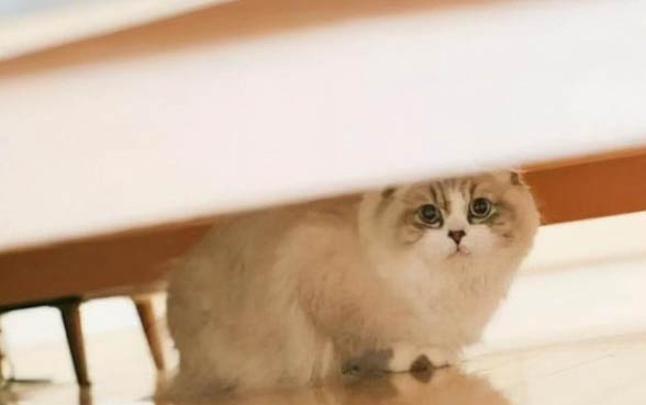 小猫出生多久会开始吃奶