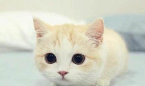 生了6只猫是什么好兆头