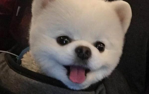 怎么看博美纯不纯