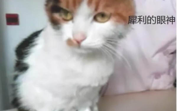 猫咪肠胃不好老吐怎么办呀