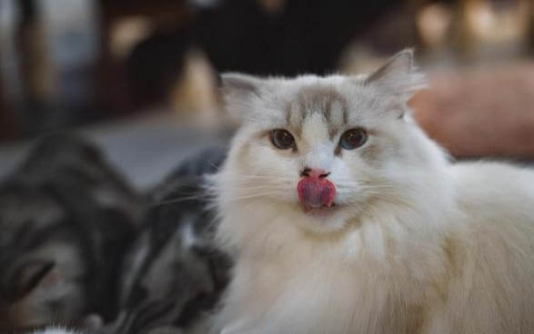 小猫不吃东西多久会死