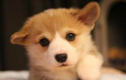 幼犬得了犬瘟13天,还能活多久