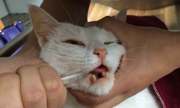 去哪里打猫比较好