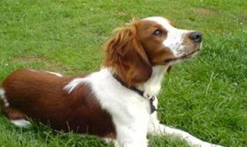 威尔士柯基犬优缺点