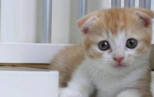 猫咪肠炎一直拉肚子怎么办啊?
