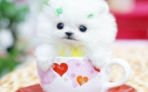 贵宾犬做梦哼唧需要叫醒吗
