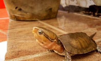 小巴西龟每天可以吃几粒龟粮