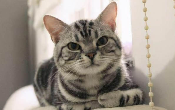 猫厕所放在哪里