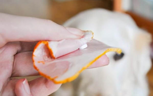 狗狗为什么那么喜欢咬纸类东西