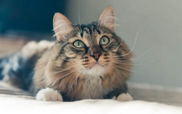 猫咪疝气症状有哪些？