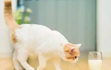 猫猫睡猫砂盆怎么办?