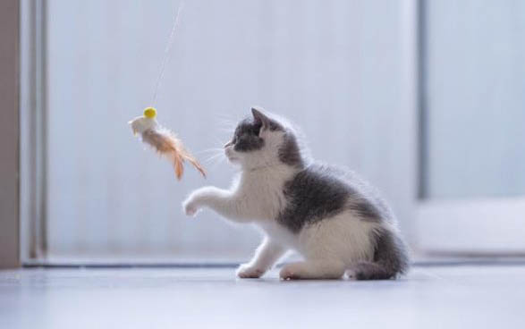 猫咪大便不成形精神好