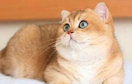 什么叫紫金渐层猫