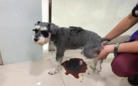 小狗狗身上有虫子该怎么办