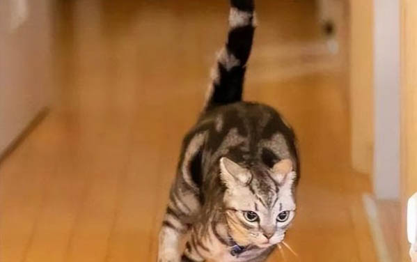 如何分辨出生小猫公母
