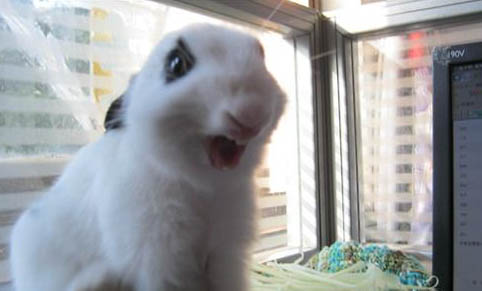 兔子吃胡萝卜吗?