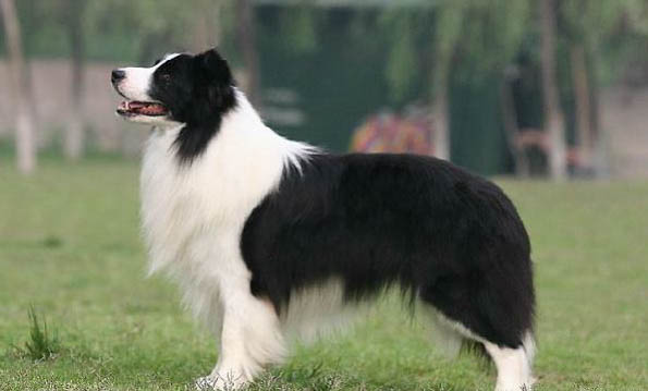 哪里有卖边境牧羊犬