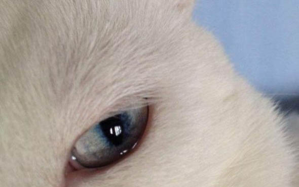 猫咪怎么趴着说明不舒服