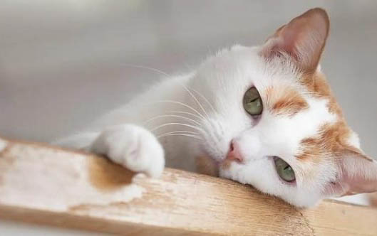 猫用益生菌哪个牌子好