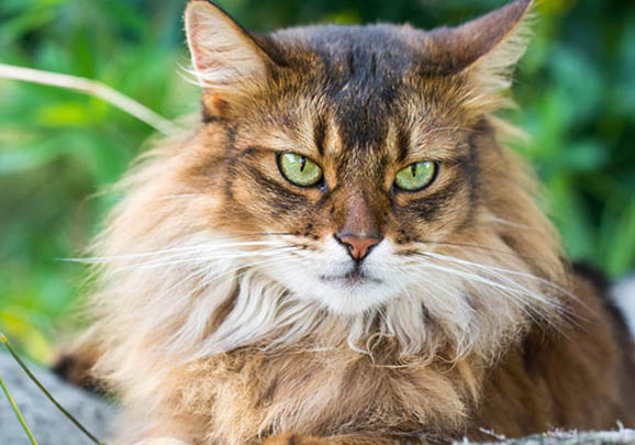 怎样处理索马里猫吐黄水?