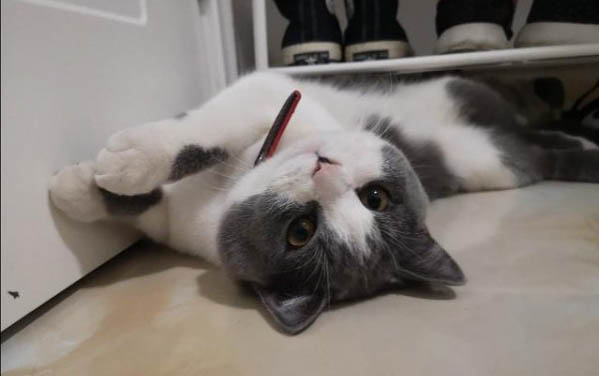 没睁眼的小猫眼睛肿了还流脓怎么办