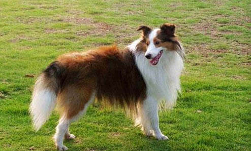 喜乐蒂牧羊犬身体发抖的原因及处理方法