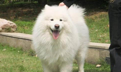 萨摩耶犬呕吐的原因及处理方法