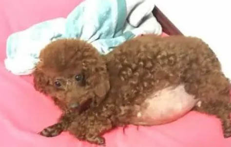 泰迪狗狗心脏病的早期症状