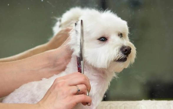 犬球虫病是什么导致的